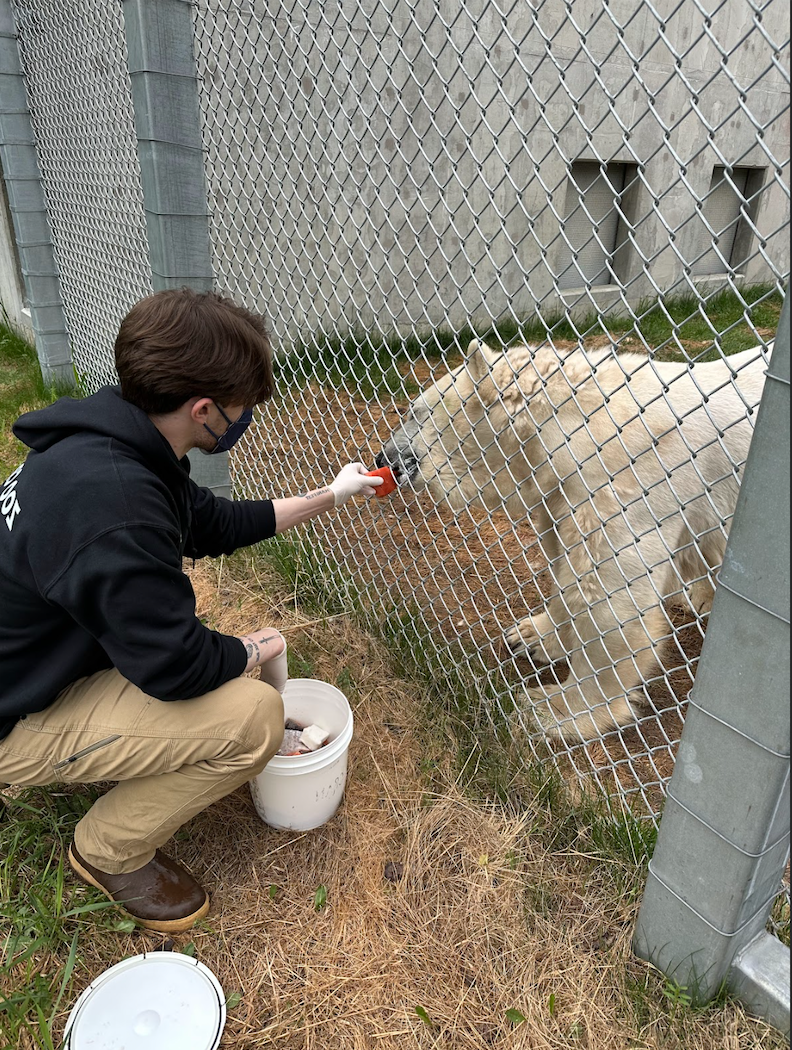 伊森·斯通在阿拉斯加动物园实习时正在喂熊.
